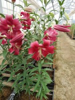 [5549 PO52 Red Heat No01.JPG]